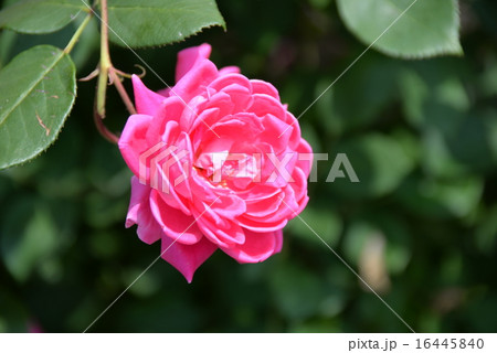 ピンクのバラ ピンクダブルノックアウトの写真素材