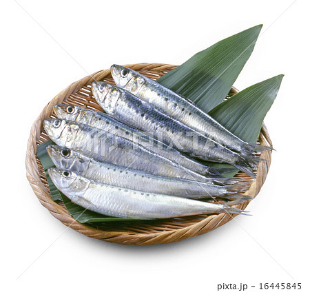 いわし ザル盛り いわし ザル盛り 16445845