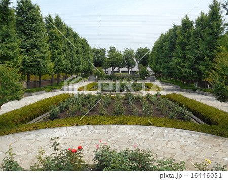 公園のバラ園 16446051