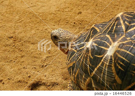 indian star tortoise 16446526