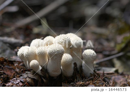 unidentified white puffballs unidentified white puffballs 16446573