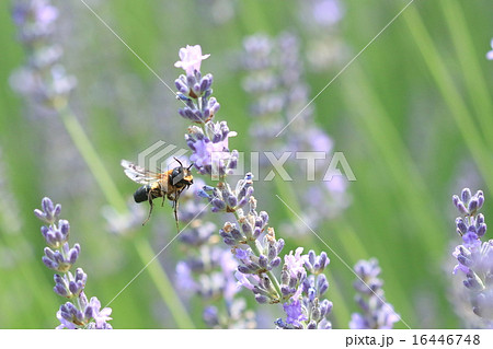 生き物　昆虫　オオハキリバチ、大型の花蜂。姿に似合わずおとなしい蜂ですがつかむのは危険 16446748