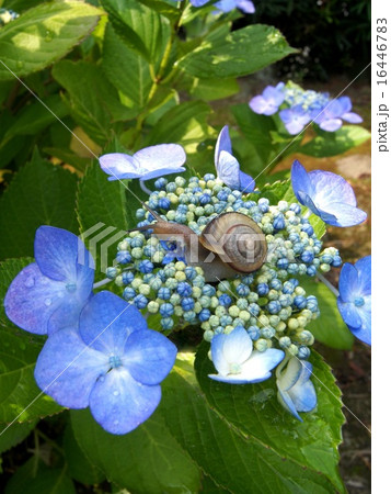 雨上がりの紫陽花＆カタツムリ 16446783