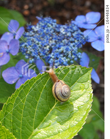 雨上がりの紫陽花 カタツムリの写真素材