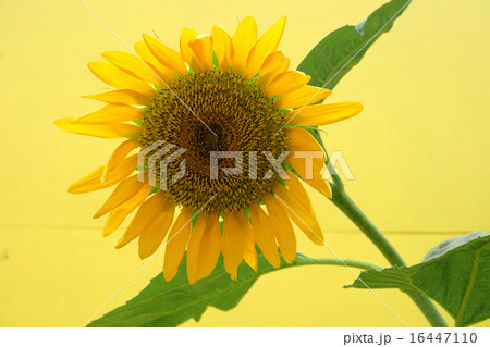 Sun flower and yellow background Sun flower and yellow background 16447110