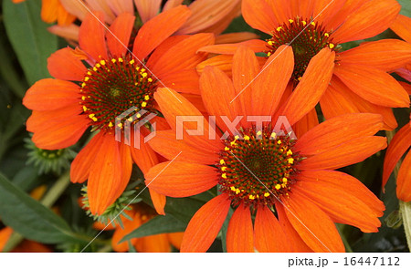 エキナケア・プルプレア 赤オレンジ色 エキナケア・プルプレア 赤オレンジ色 16447112