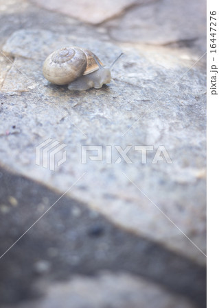 Snail in shell on stone Snail in shell on stone 16447276
