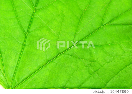 structure of leaf 16447890
