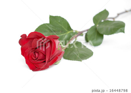 rose rose 16448798