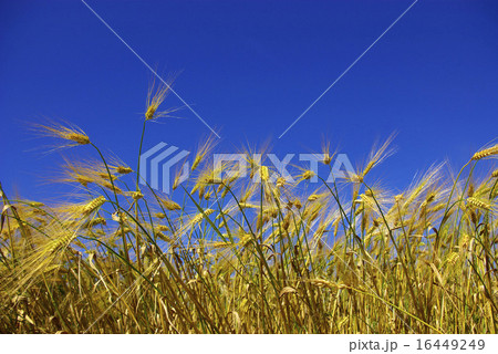 wheat ears 16449249