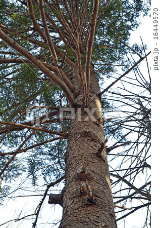 ドイツトウヒ 16449570