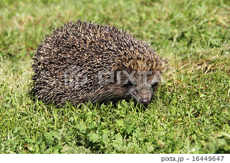 Hedgehog2 Hedgehog2 16449647
