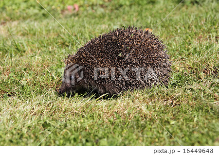 Hedgehog3 Hedgehog3 16449648