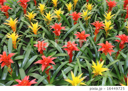 Yellow and red guzmania 16449725