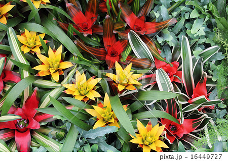 Yellow and red guzmania3 Yellow and red guzmania3 16449727