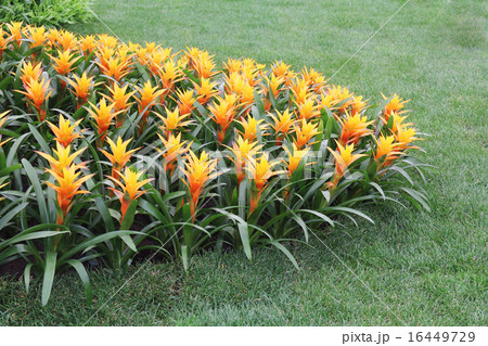 Yellow flowers guzmania2 16449729