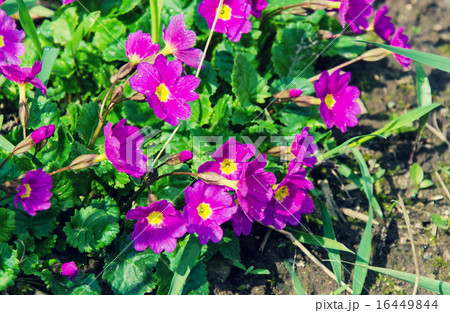 Purple Flowers 16449844