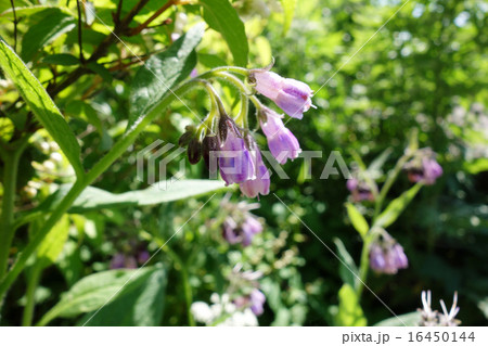 ヒレハリソウの花 16450144