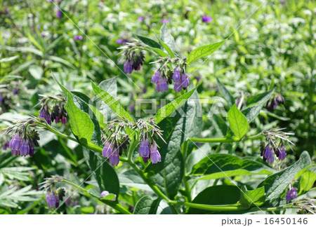 群生するヒレハリソウの花 群生するヒレハリソウの花 16450146