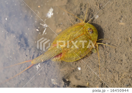 カブトエビ・兜海老 16450944