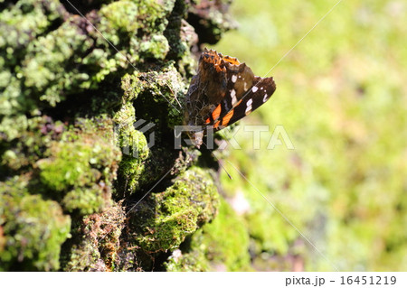 アカタテハ 16451219