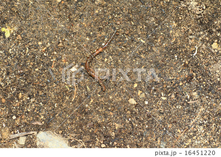 フトミミズの写真素材