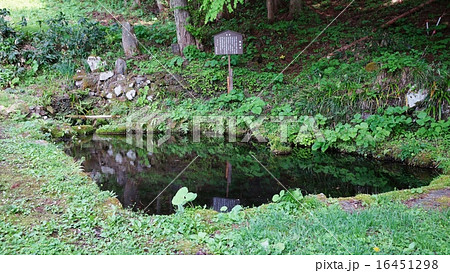 信州小菅の里の桂清水 信州小菅の里の桂清水 16451298