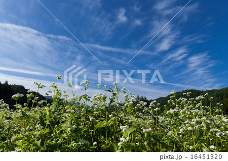 ソバの花 飛騨高山 荘川町 16451320