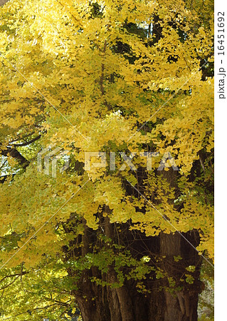 天然記念物の大銀杏 16451692