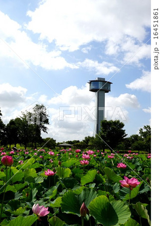 古代蓮の里Ancient lotus 16451861