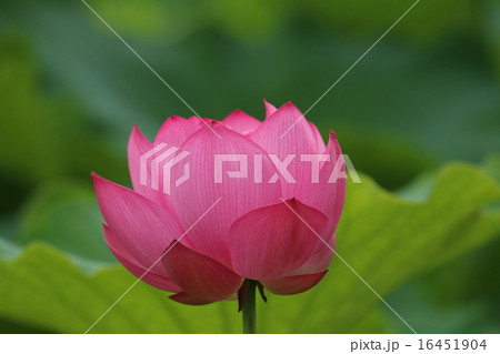 蓮の花 蓮の花 16451904