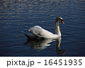 大濠公園の白鳥 16451935