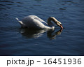 大濠公園の白鳥 16451936