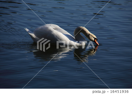 大濠公園の白鳥 大濠公園の白鳥 16451936