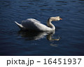 大濠公園の白鳥 16451937