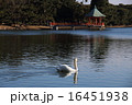 大濠公園の白鳥 16451938