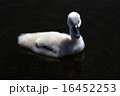 白鳥の雛 16452253