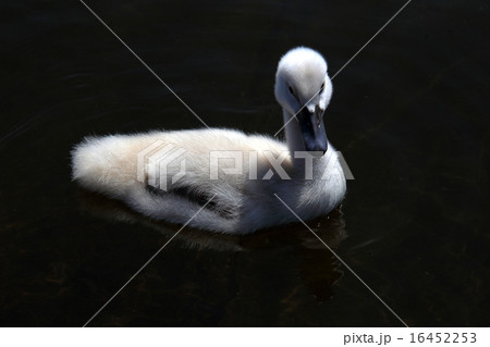 白鳥の雛の写真素材