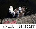 なになに!?…白鳥の雛たち 16452255