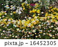 花、色とりどり 16452305