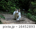 瀬板の森のネコちゃん 16452893