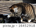 いたずらネコちゃん 16452918