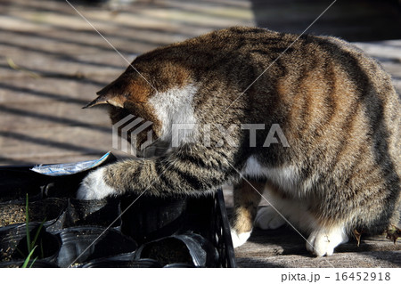 いたずらネコちゃん 16452918