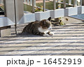 ネコちゃんのお昼寝 16452919
