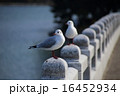 大濠公園のユリカモメ 16452934