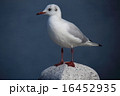 大濠公園のユリカモメ 16452935