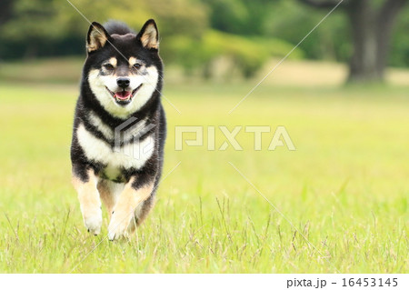 ハイハ～イ♪ 16453145