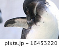 ペンギン 16453220