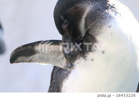 ペンギン ペンギン 16453220