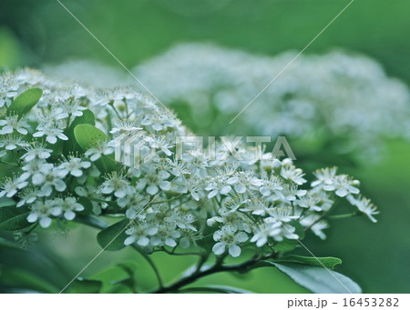 山査子の花が咲いたよ 山査子の花が咲いたよ 16453282